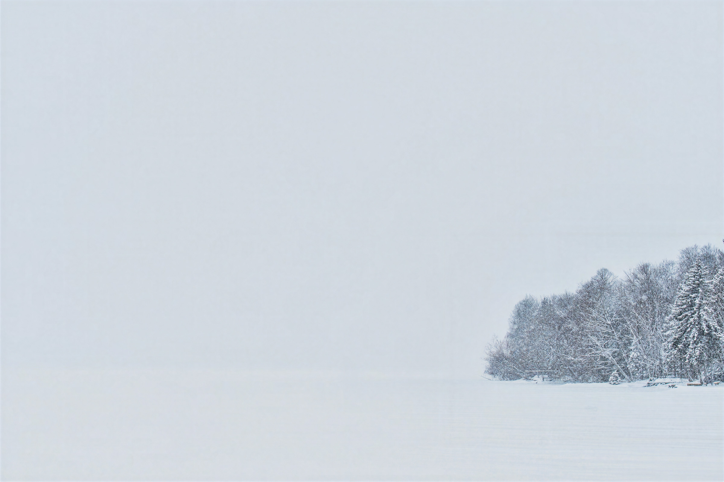 Winter forest meeting the frozen shoreline in Northern Michigan